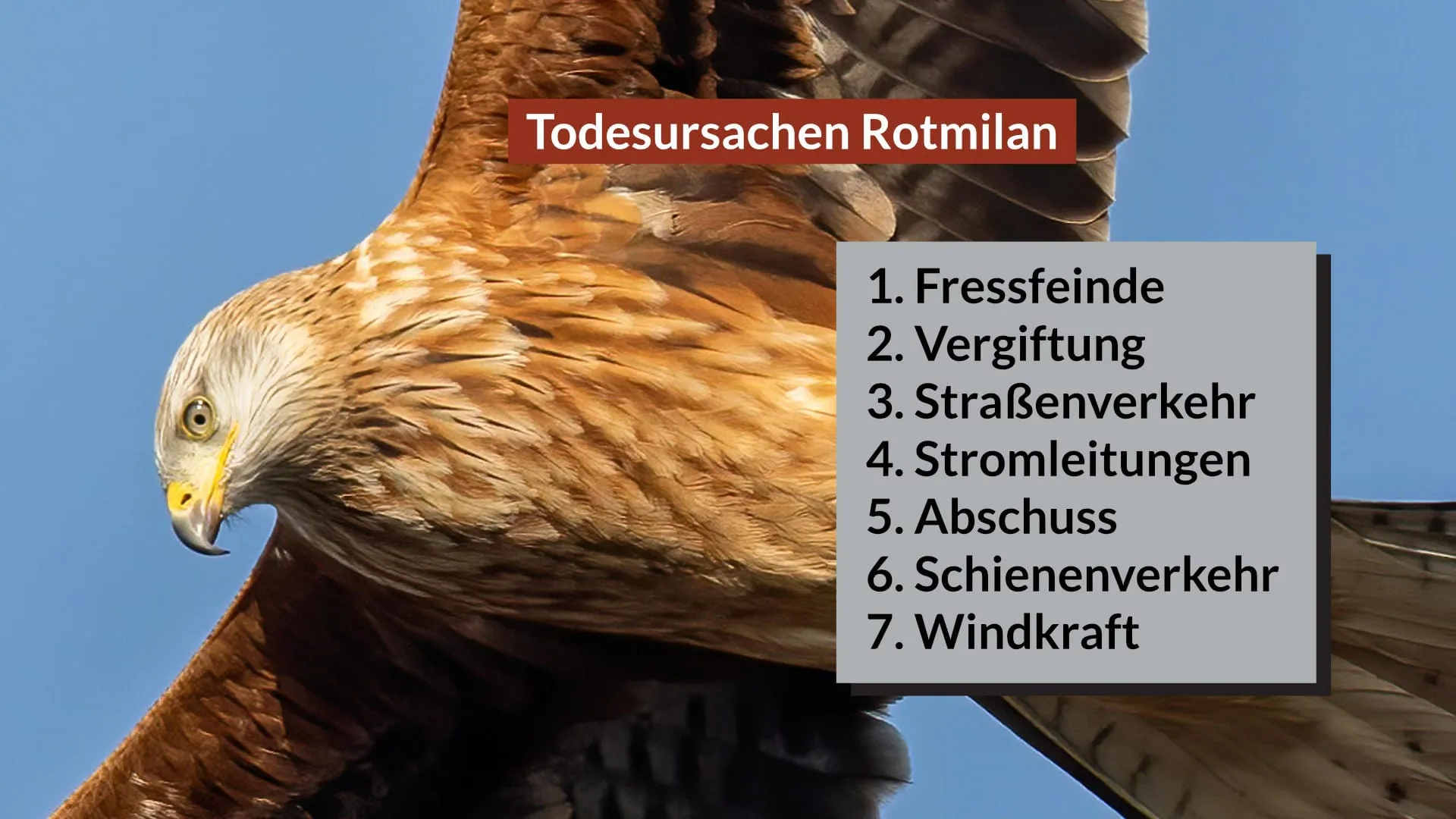 Auflistung der Todesursachen vom Rotmilan